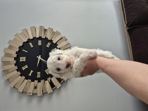 Maltese terrier yavrum