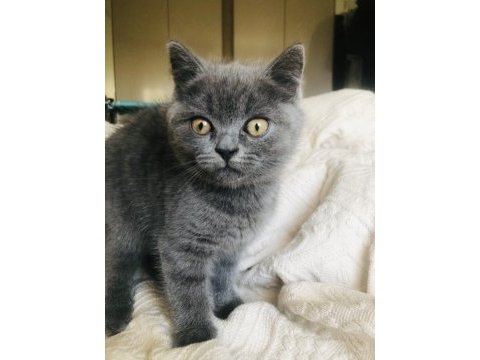 60 günlük british shorthair