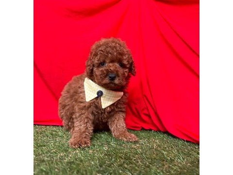 Safkan toy poodle yavrularımız