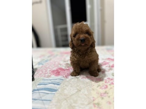 Dark red brown toy poodle yavrumuz