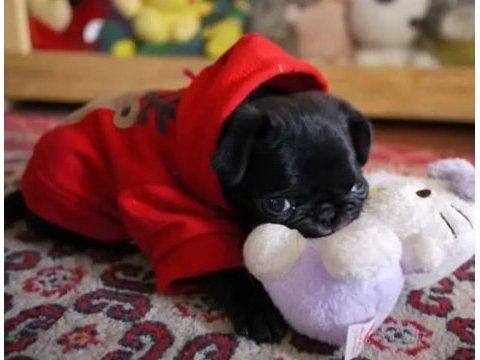 Pug mops yavruları
