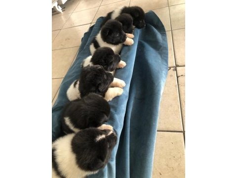 Amerikan akita köpeği