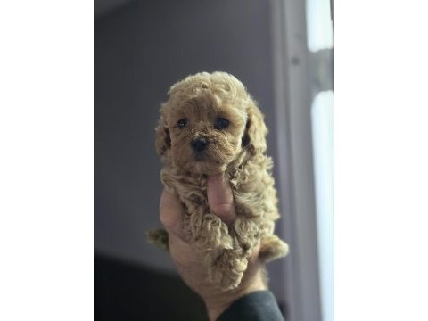 Mini maltipoo yavruları