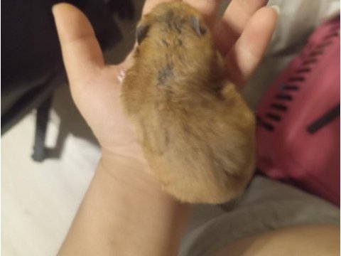 2 buçuk 3 aylık suriye hamster