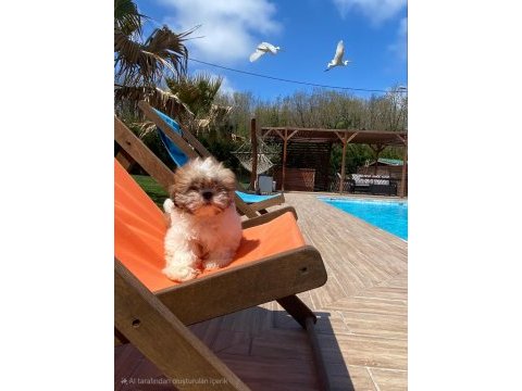 Kraliyet soyundan gelen shih tzu yavruları