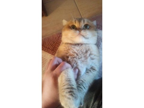 Süper yakışıklı ve tombiş obur kedimiz