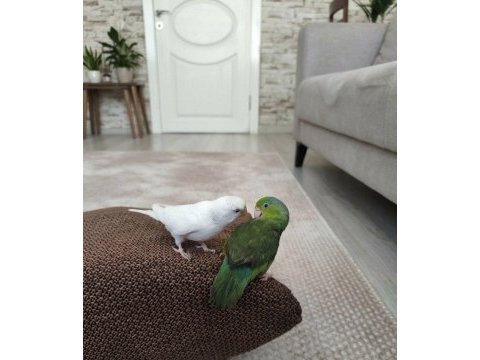 Forpus erkek takas olur gözüm gibi baktığım