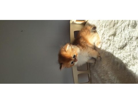 Şecereli safkan golden longhair british yavru dişi erkek