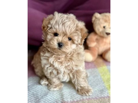 F2 maltipoo yavruları