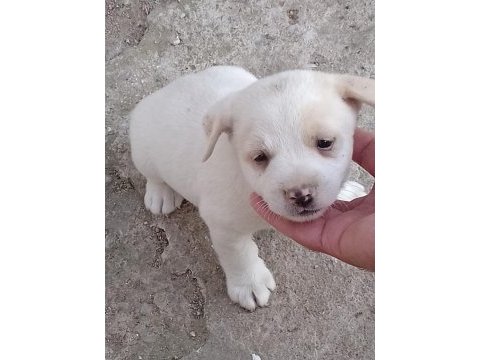 Dişi fino beyaz yavru köpekler