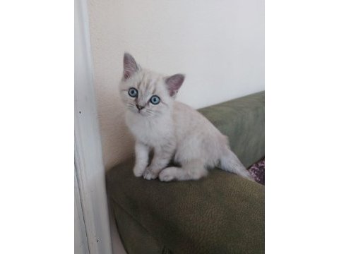 2.5 aylık british shorthair lynx point
