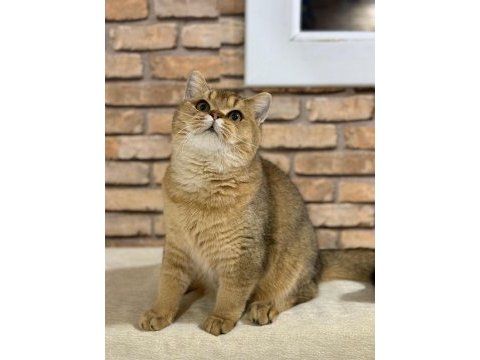 British shorthair golden
