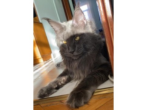 10 kg dev erkek maine coon