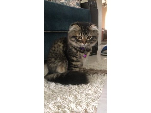 Scottish fold 2.5 aylık