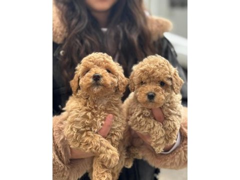 Erkek toy poodle yavrumuz uygun
