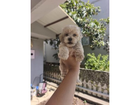 Maltipoo yavrularımız