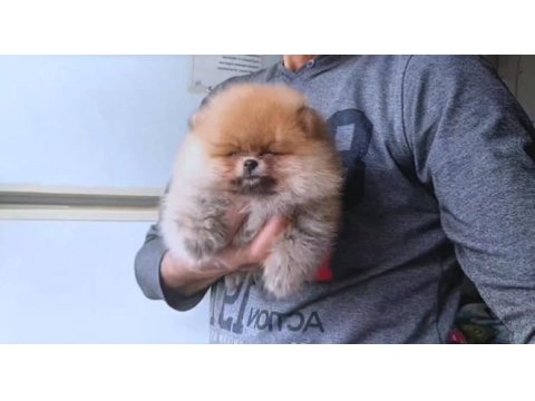 Orijinal pomeranian boo köpeği