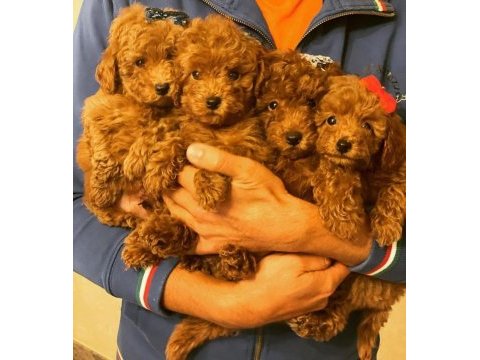 Safkan ırk garantili poodle bebekler