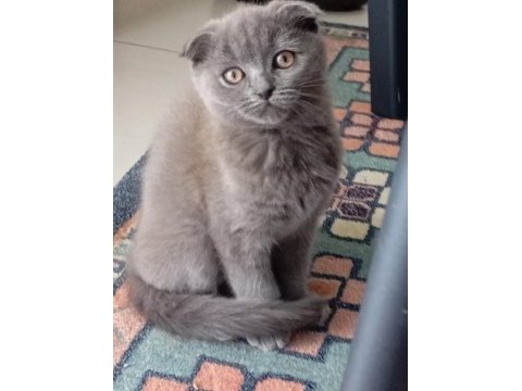 Scottish fold kedisi