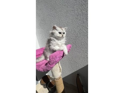 Scottish fold ve straight bebeklerim 65 günlük oldular
