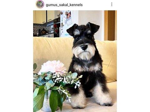 Fcı pedigreeli miniature schnauzer yavrusu