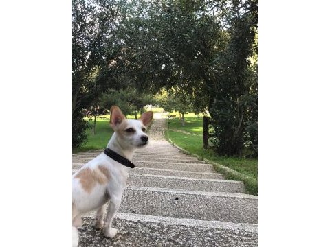 Jack russell köpeğim