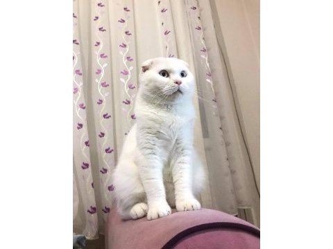 Yetişkin aktif erkek scottish fold
