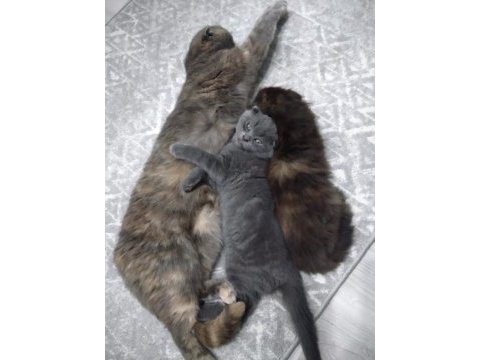 4 aylık scottish fold 2 yavru uysal