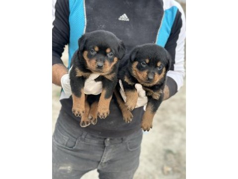 Rottweiler yavruları güç asil duruş ve sadakat