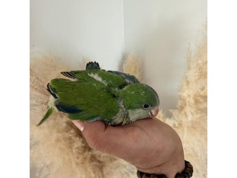 Monk papağanları bebek
