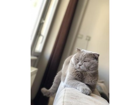 Scottish fold oğluma dişi british eş arıyorum