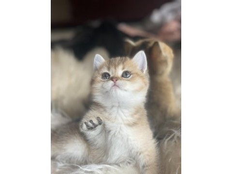 British shorthair golden anne baba şecereli dişi