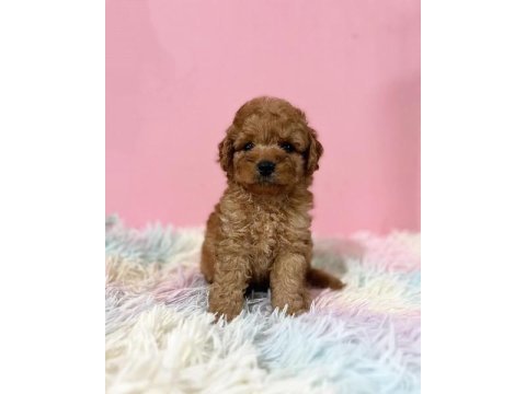 Irk garantili toy poodle yavruları