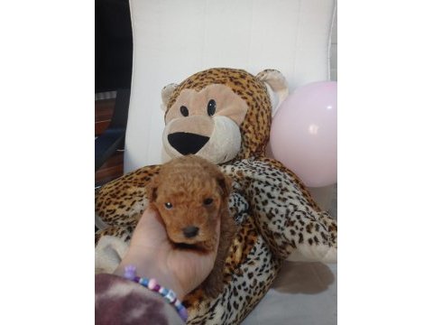 Anne altından toy poodle bebekler