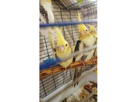 Güzel sultan papağanı bebeklerimiz