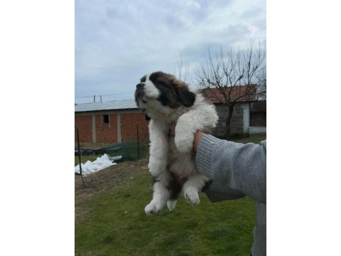 St bernard yavrular