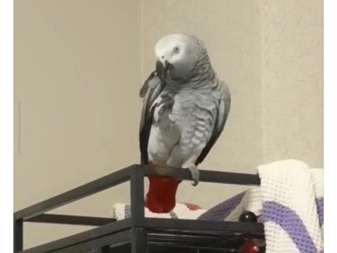  mükemmel bir konuşan jako kaçıran üzülür