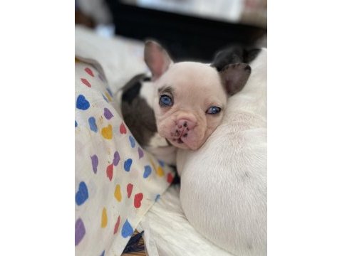 Safkan french bulldog yavruları