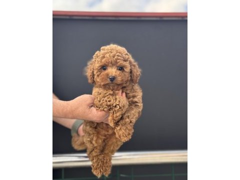 Birbirinden güzel toy poodle yavrularımız