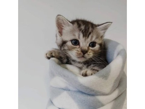 Silver ns24 british shorthair evden