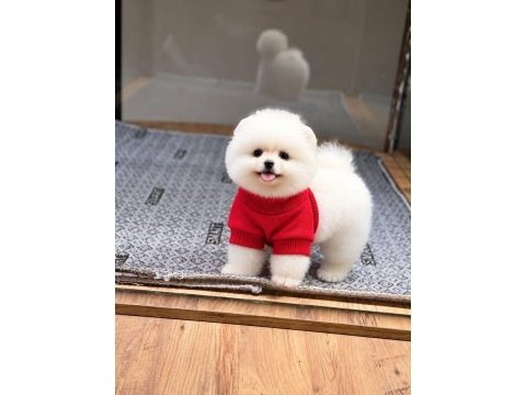 Sağlık ve ırk garantili pomeranian