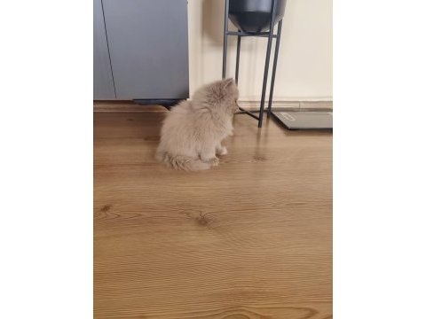 British longhair dişi