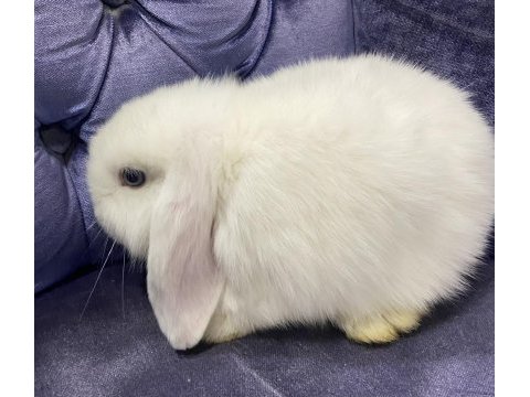 Harika kalite cüce ve mini lop tavşanı bebekler