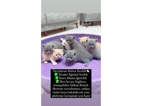 3 aylık safkan british shorthair yavrular aydın-didim