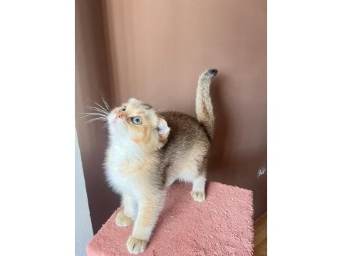 Scottish fold golden kedimiz