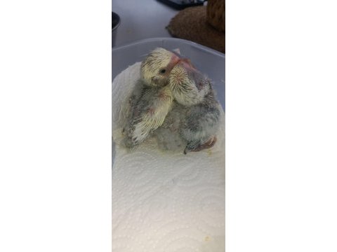 El besleme sevda papağanları