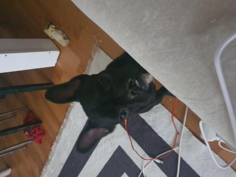 Irk ve sağlık garantili french bulldog bebeklerimiz