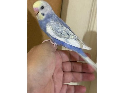 30 günlük kusursuz bebek muhabbet kuşu