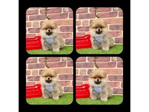 Pomeranian yavruları