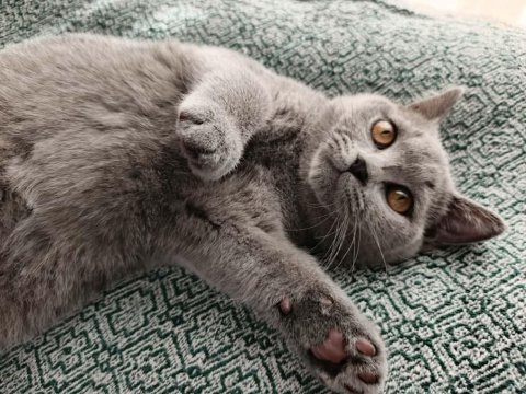 Erkek british shorthair yavrumuza yeni yuva